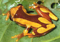 hyla leucophyllata
