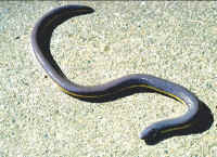 ichtyophis glutinosus