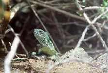iguana sp.