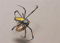 Nephila inaurata