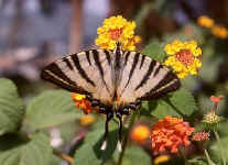 iphiclides podalirius