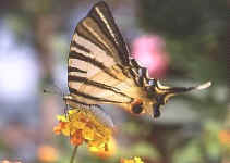 iphlictes podalirius (papillon Le Flamb�)