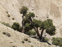 juniperus1.jpg