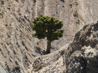 juniperus3.jpg