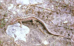 lacerta agilis femelle