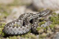 latastei.jpg