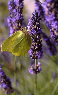 papillon citron