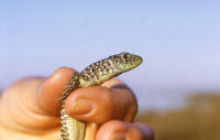Lezard Lacerta lepida