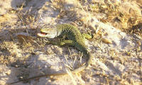 Lacerta lepida Lezard ocelle