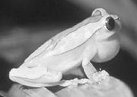 leucophyllata en chant