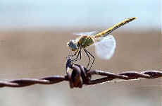 libellule