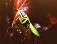 mante