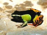 mantella pulchra