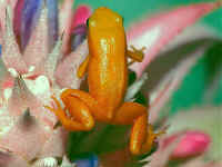 mantella