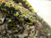 Triturus marmoratus