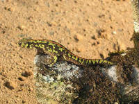 Triturus marmoratus