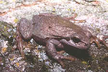 Hyla arborea brune