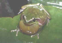 Hyla meridionalis