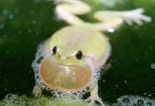 Hyla meridionalis