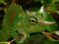 trioceros montium
