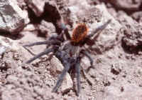 mygale