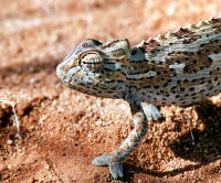namaquensis1.jpg