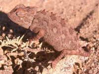 Chameleo namaquensis 