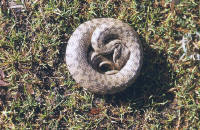 Couleuvre viperine Natrix maura
