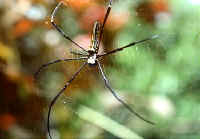 nephila