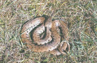 Natrix natrix natrix