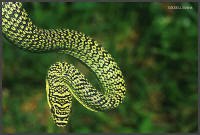 Chrysopelea ornata