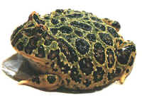 ornata