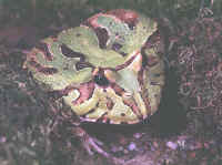 ornata