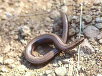 lezard orvet