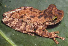 osteocephalus oophagus