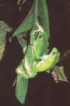 p. bicolor, confection du nid.JPG 