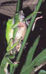 p. bicolor se dirigeant vers une feuille