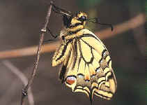 papillon machaon