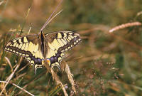 papillon machaon