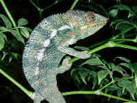 furcifer pardalis