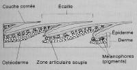peau de reptile