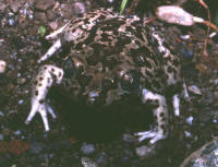 pelobates cultripes