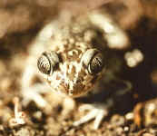 crapaud pelobates cultripes