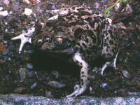 pelobates cultripes