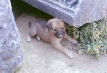 perge chien