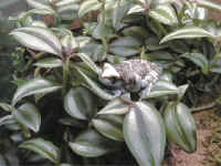 rainette phrynohyas