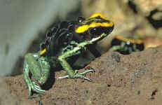 phyllobates