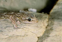 phyllodactyle d'Europe