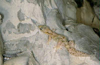 phyllodactyle d'Europe
