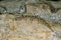phyllodactyle d'Europe